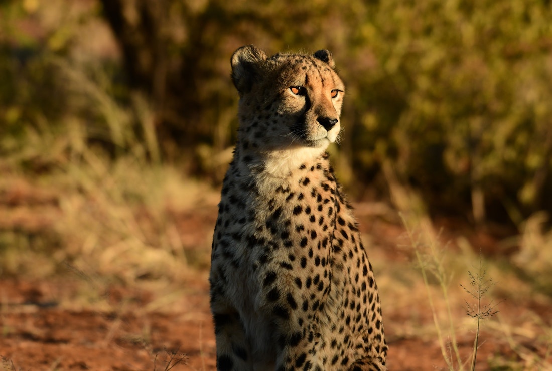 Track Cheetahs, AfriCat Foundations