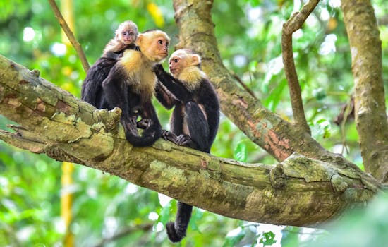 Manuel Antonio National Park, Capuchin Monkeys