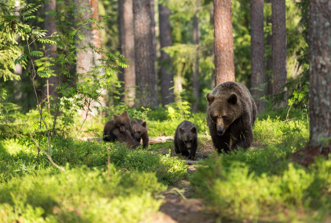 Bears in British Columbia