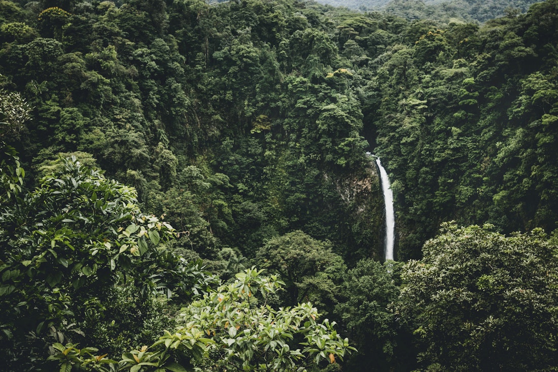 Costa Rica jungle