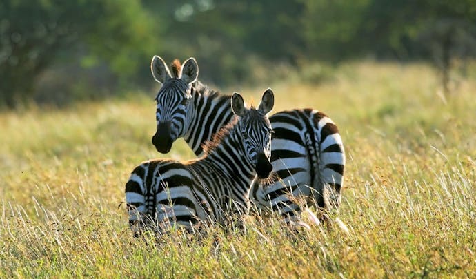 Search for zebra in Laikipia