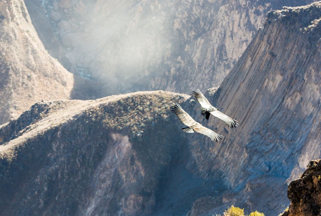 Andean Condor soaring over Colca Canyon