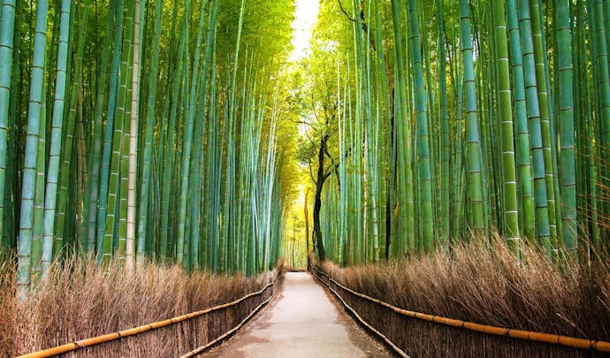 Bamboo Forest Arashiyama, Kyoto