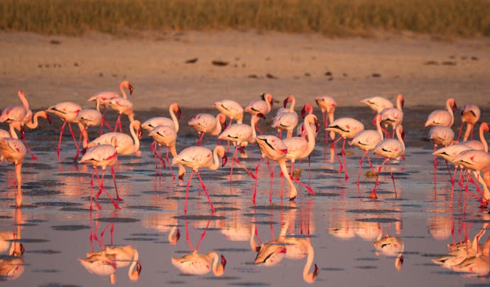 Flamingos on Lake Makgadi, Botswana