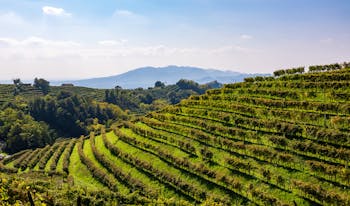 Prosecco | Luxury Holidays in Northern Italy
