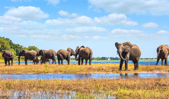 Elephant herd at Chobe National Park