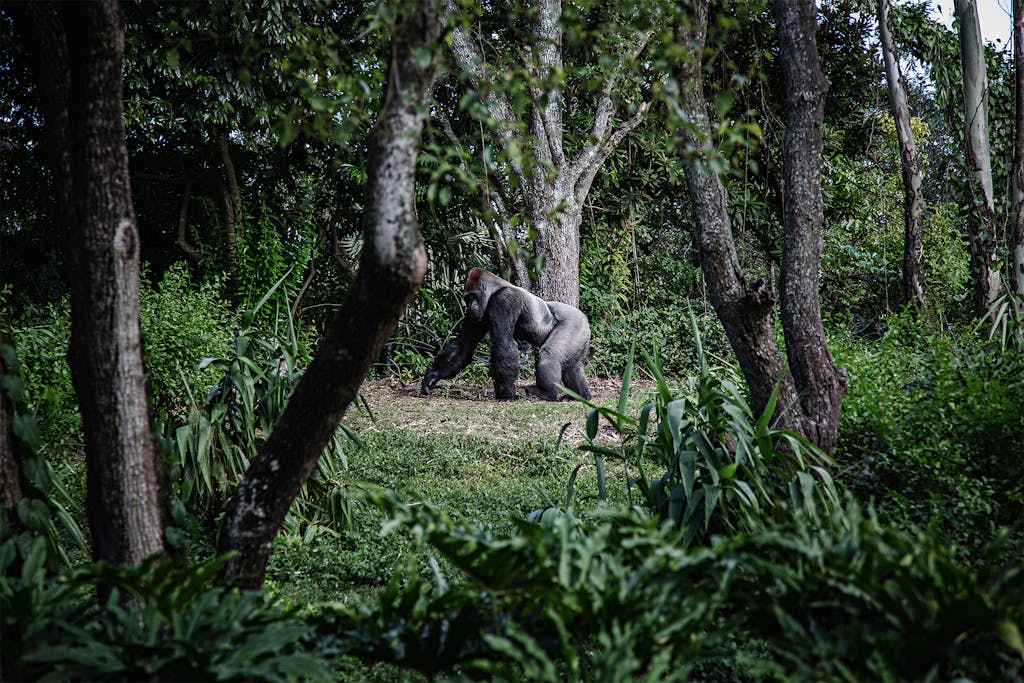 gorilla, rwanda