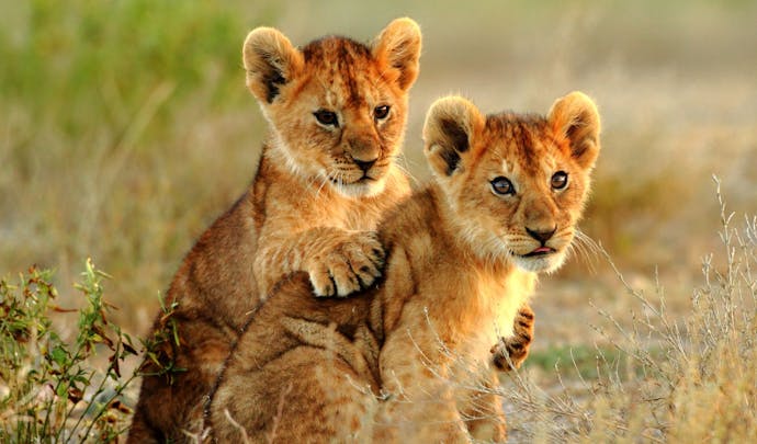 Lion cubs at Sabi Sands