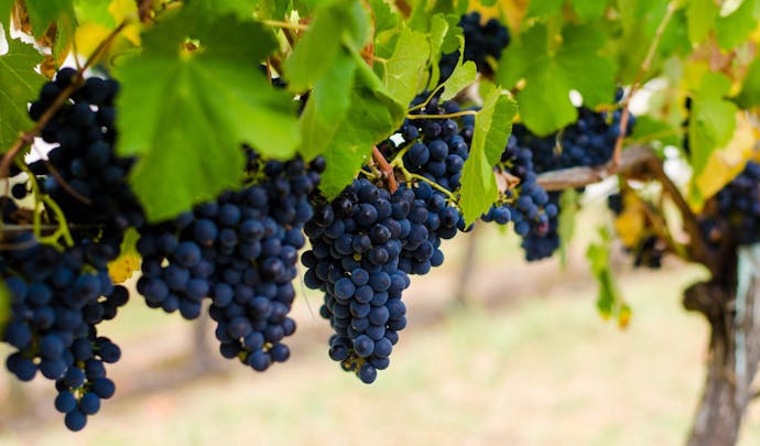 Vineyards in Yarra Valley