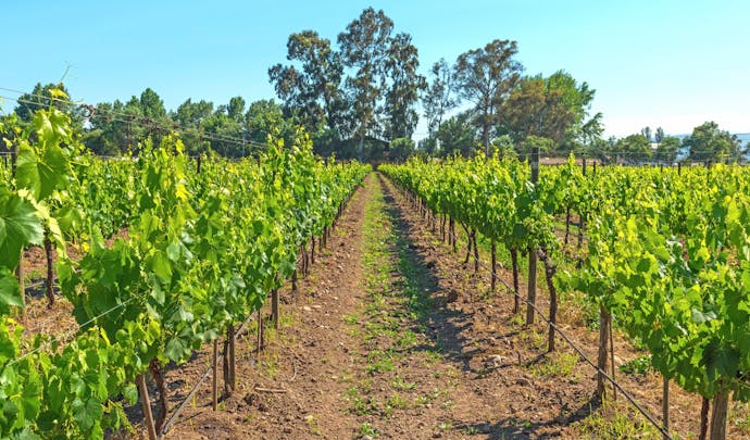Vineyards in Maipo Valley