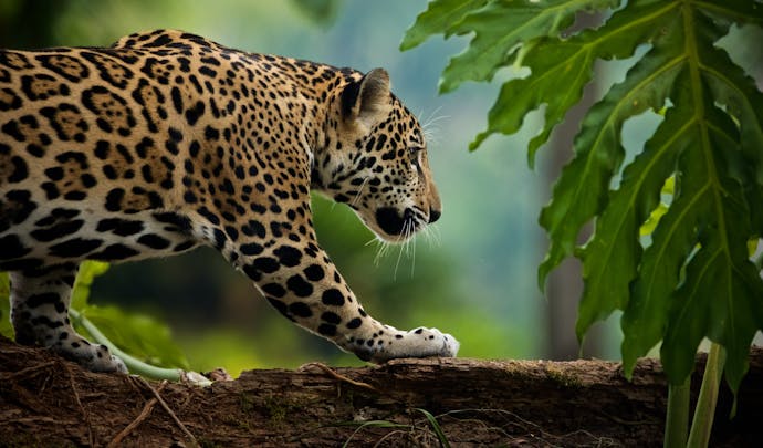 Jaguar, Colombia