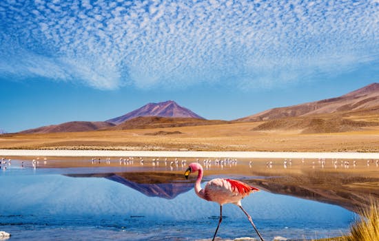 Flamingo in Chile
