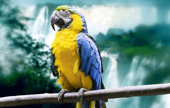 Macaw in Brazil