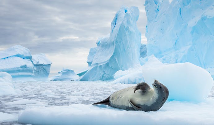 Seal on ice in Antarctica