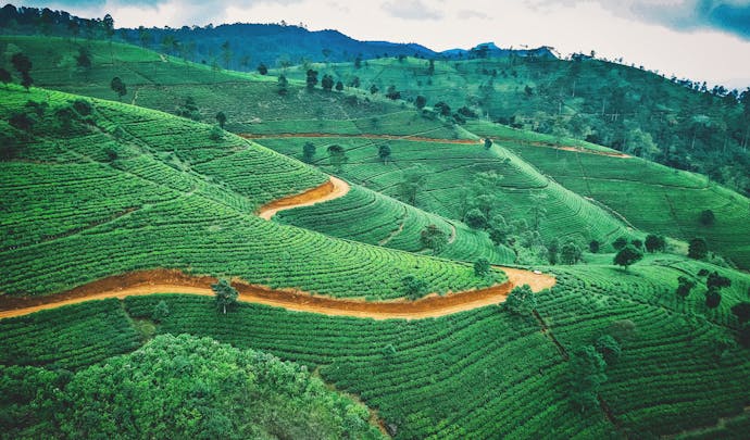 Tea plantations in Sri Lanka