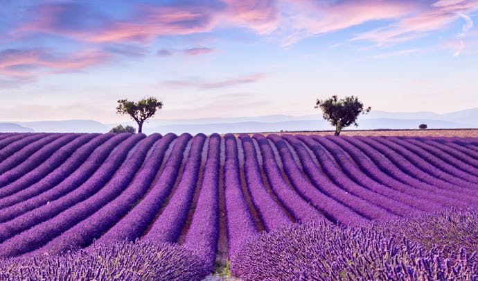 Lavender fields in Provence,France