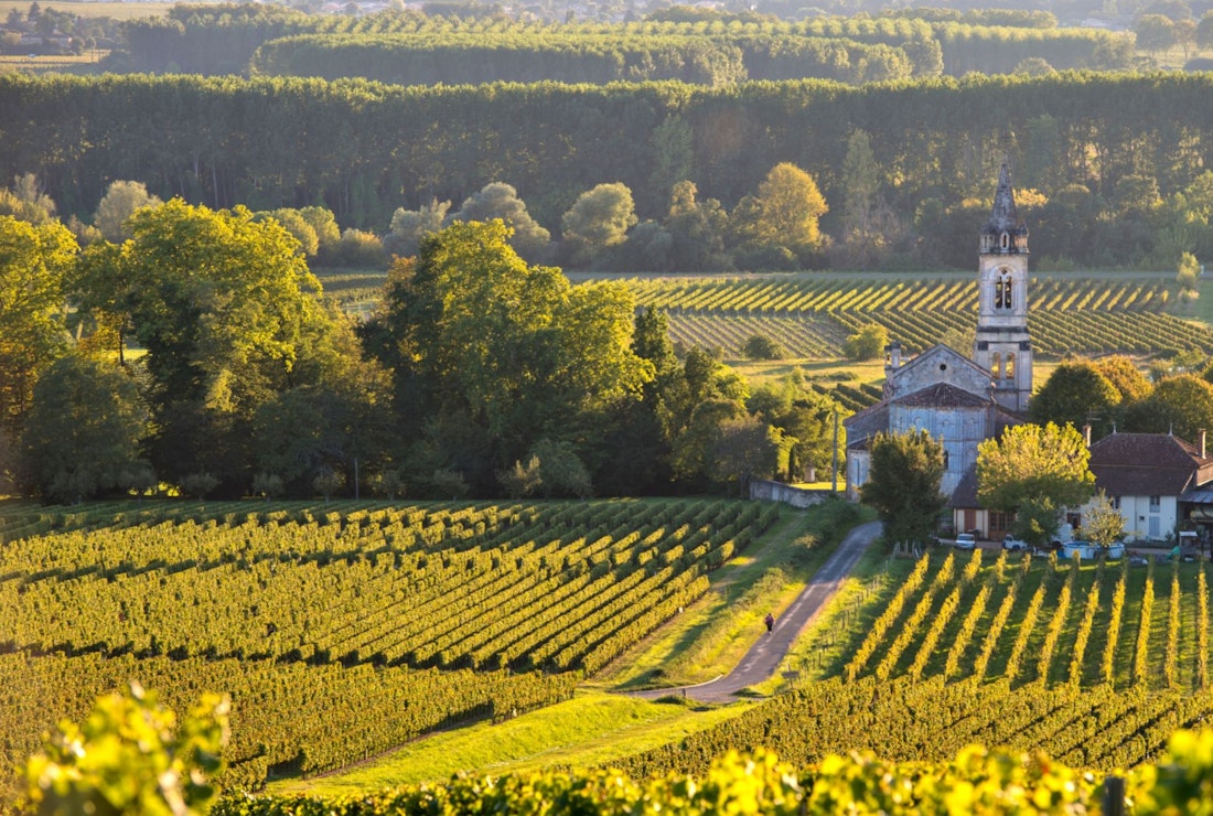 sauternes vineyard scenery near Bordeaux