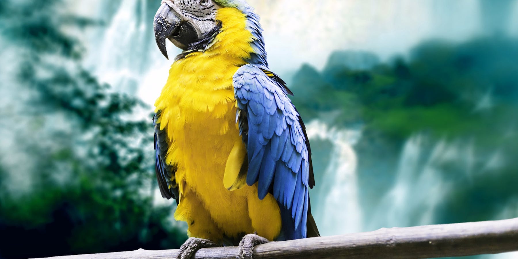 Macaw in Brazil