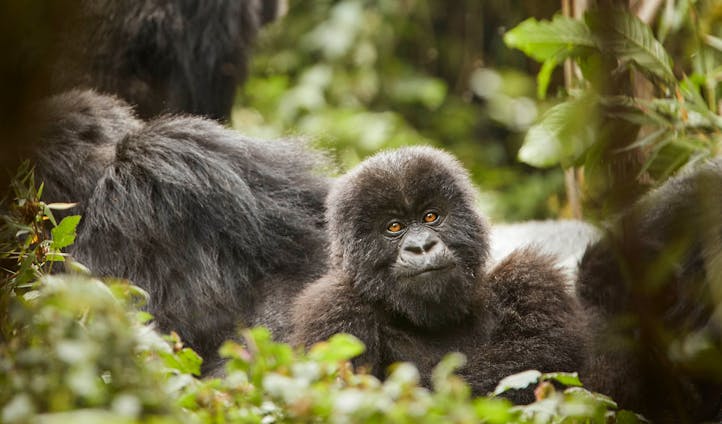 One&Only Gorilla's Nest, Volcanoes National Park, Rwanda