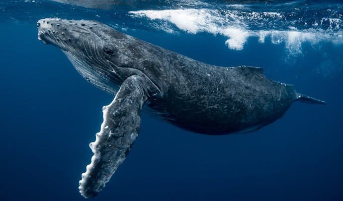 Swim with Humpback Whales | Luxury Holidays in Iceland