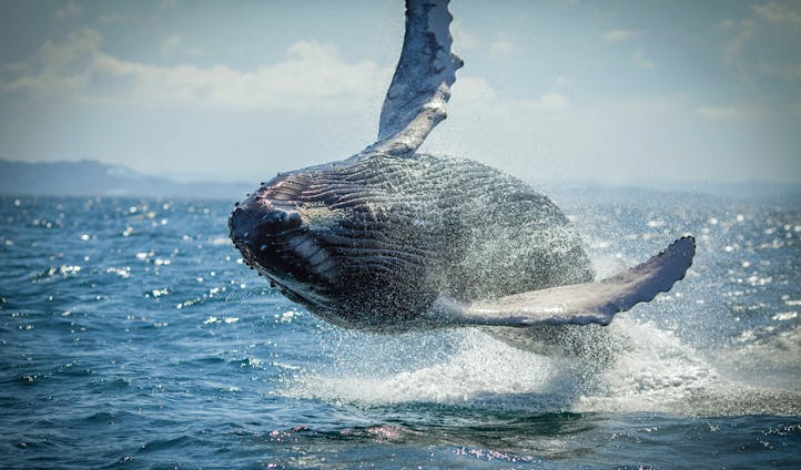 Swim with Humpback Whales | Luxury Holidays in Iceland