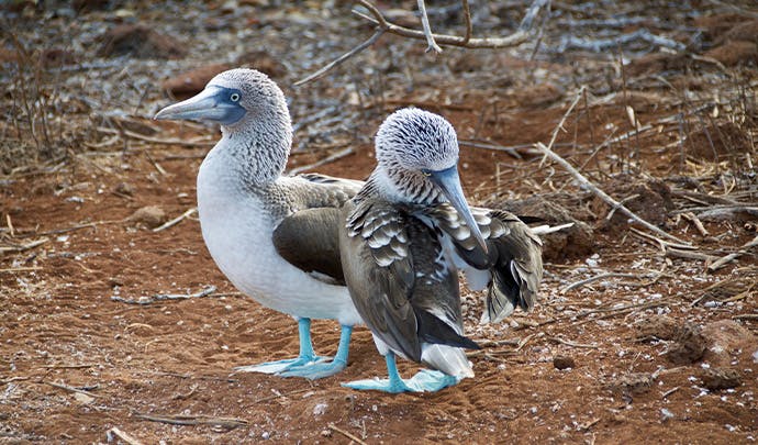 Where to go on vacation in July: Galapagos Islands