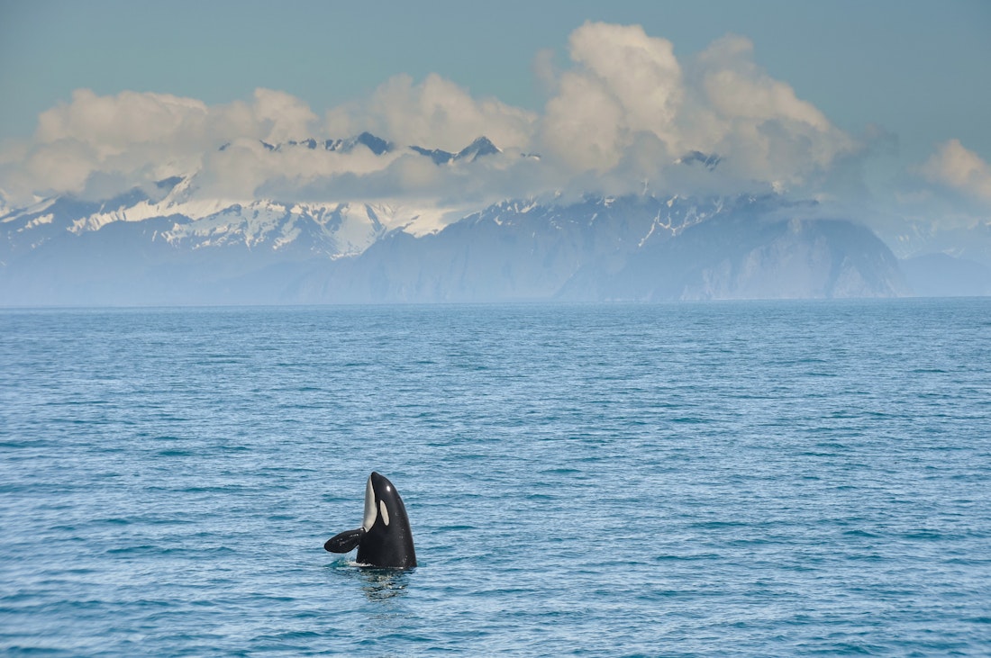 Orca in Alaska