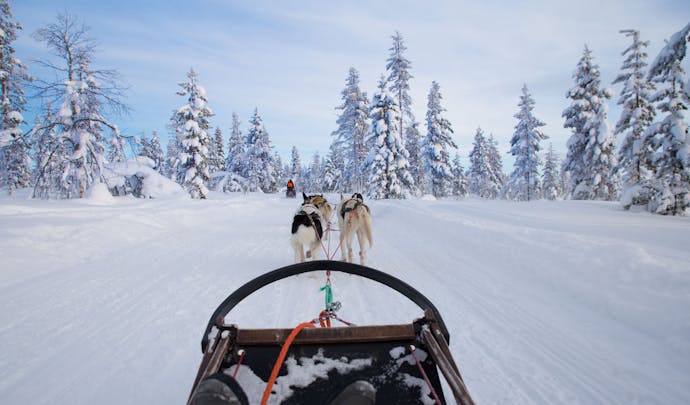 Dogsledding in Swedish Lapland