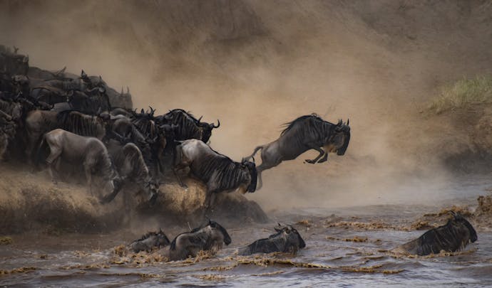 Great Migration of wildebeest, Kenya