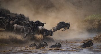 Great Migration of wildebeest, Kenya