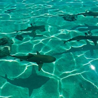Swim amongst shars in Bora Bora
