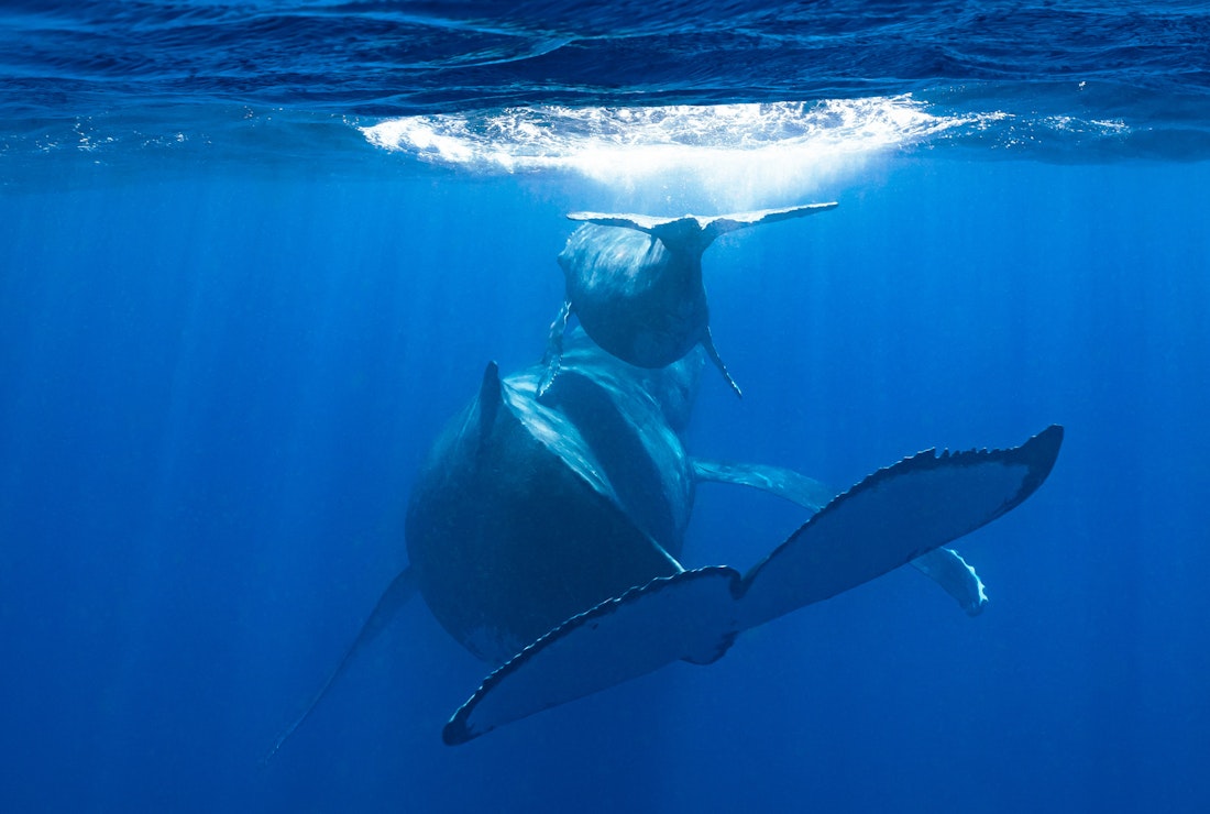 Whales in Moorea