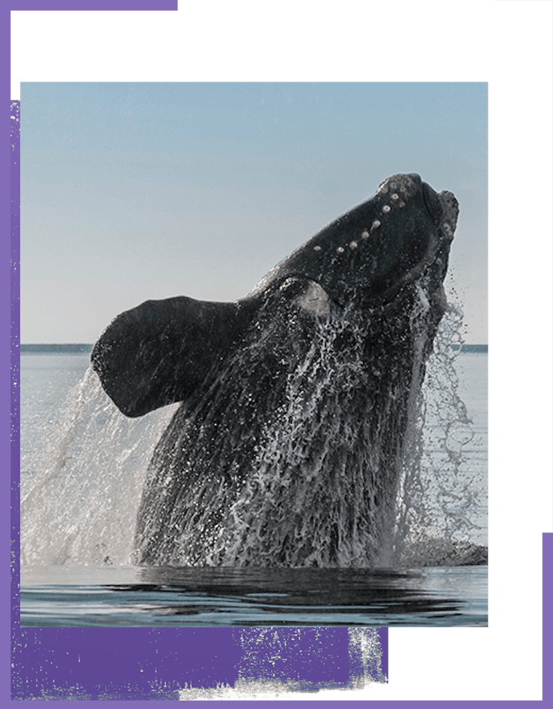 Whales Argentina class