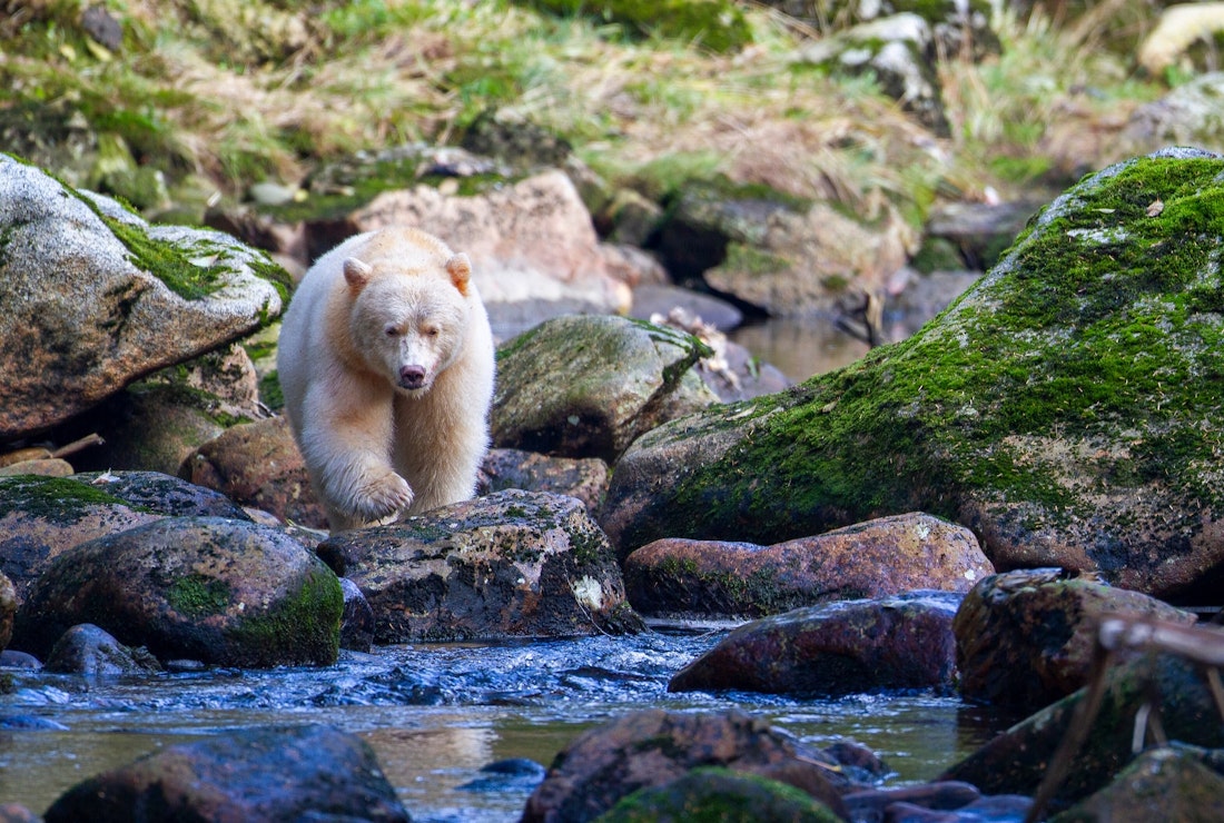 Spirit bear, British Columbia
