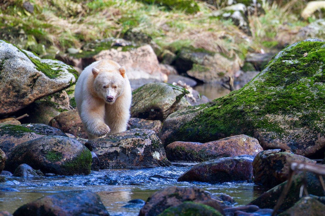 Spirit bear, British Columbia