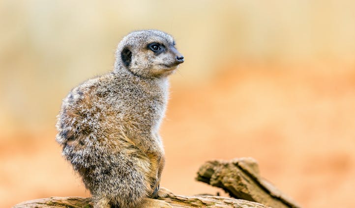 Say hello to the local meerkats