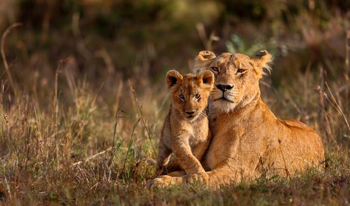 Luxury Family Safari Holiday in Kenya