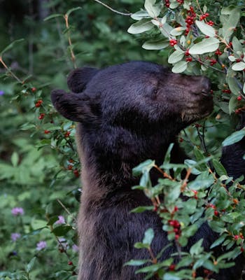 Black bear cub, luxury wilderness