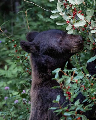 Black bear cub, luxury wilderness