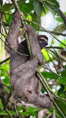 sloth in the trees, Luxury costa rice holidays