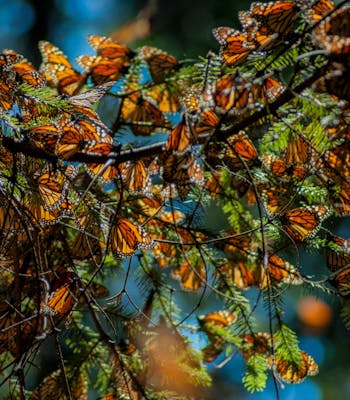 Monarch butterfly migration, Luxury vacations Mexico