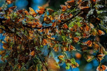 Monarch butterfly migration, Luxury vacations Mexico