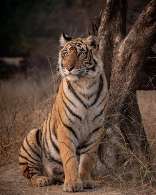 Ranthombe tiger reserve, luxury vacationss India