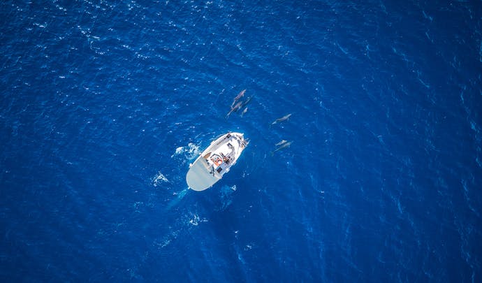 Boat journey from Pelagos sanctuary, Luxury wildlife vacations