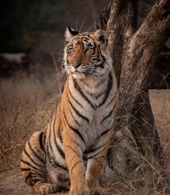 Ranthombe tigers, luxury holidays india