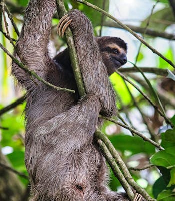 sloths in the rainforest, luxury holidays Costa Rica