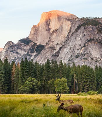 Two deers in front of Half Dome in Yosemite Valley, Luxury Vacations USA