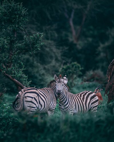 Zebra Safari, Africa
