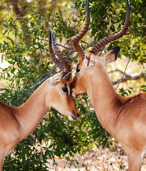 antelopes nuzzling, luxury safari holidays