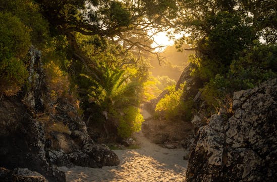 A path from the beach, North Island, luxury travel New Zealand